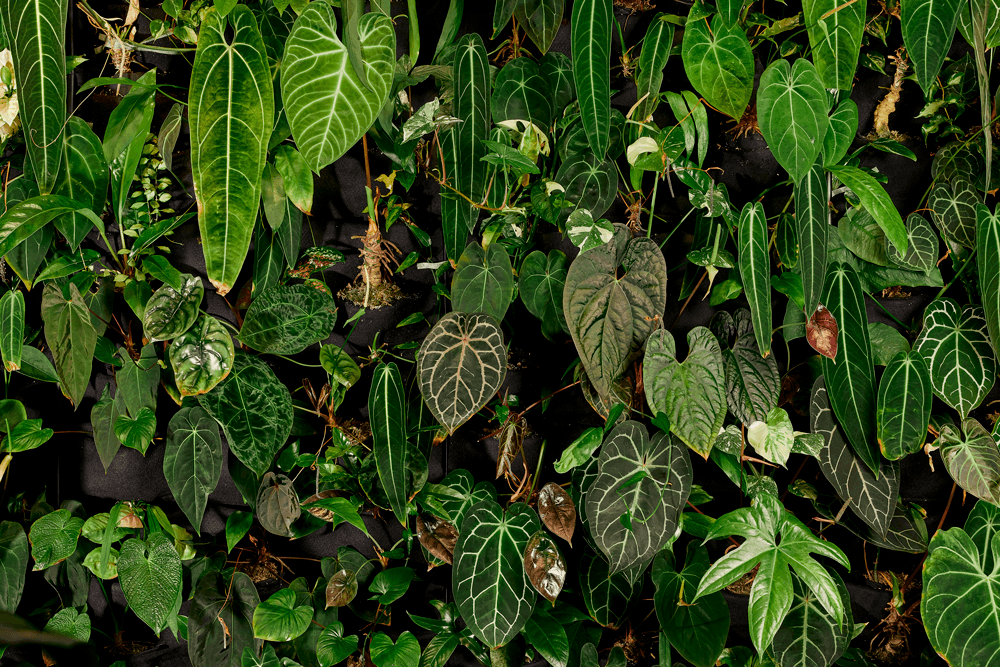 Collection of various plants