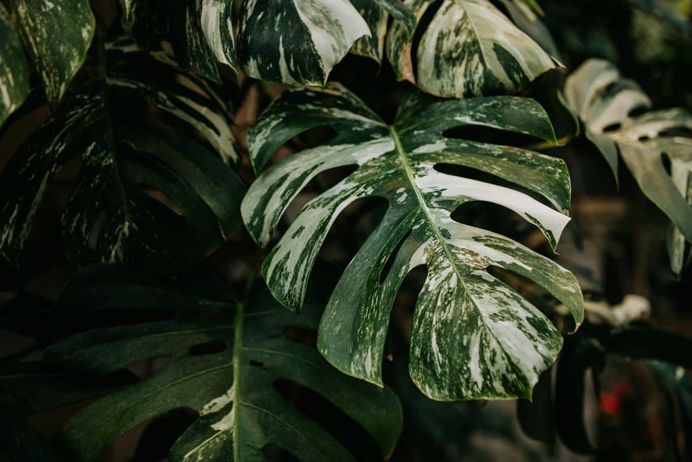 Tropical plant leaves