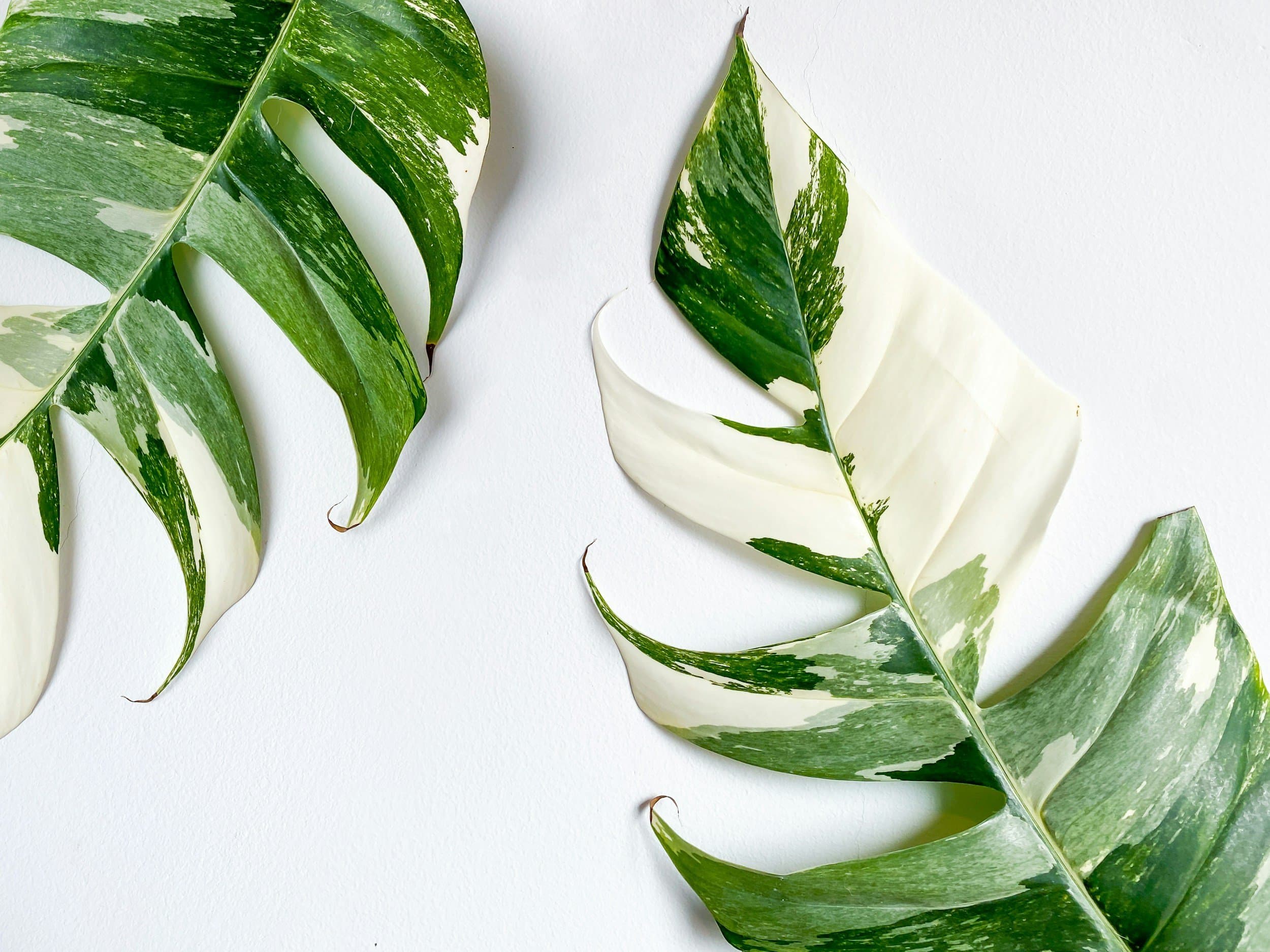 Veriagated plant leaves